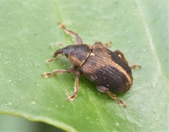 Lignyodes enucleator