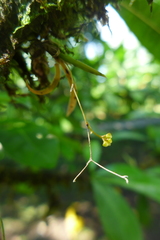 Trizeuxis falcata