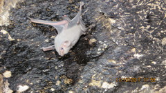 Balantiopteryx plicata