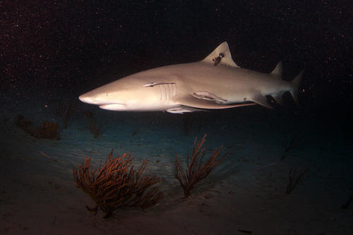 Lemon Shark, photo 4 of 10