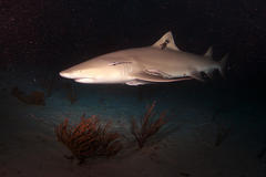 Lemon Shark photo 5