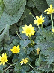 Ficaria verna