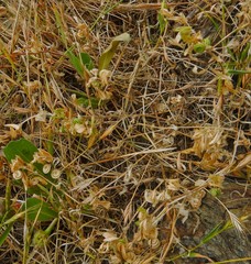 Medicago orbicularis