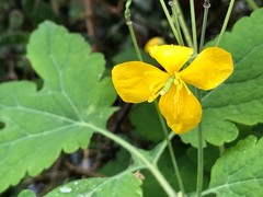 Chelidonium majus