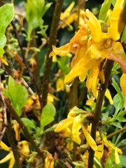 Forsythia × intermedia