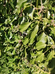 Magnoliopsida