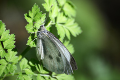 Pieris brassicae