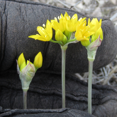 Allium coryi
