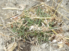 Heterotheca fulcrata