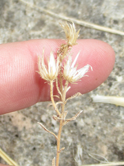 Heterotheca fulcrata
