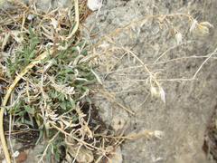 Heterotheca fulcrata