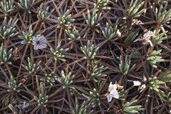 Acantholimon ulicinum