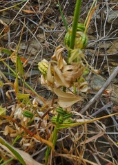 Medicago orbicularis