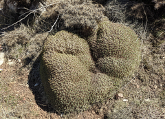 Acantholimon ulicinum