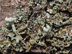 Cladonia polydactyla