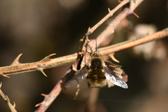 Bombylius fimbriatus