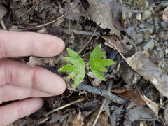 Tilia americana americana