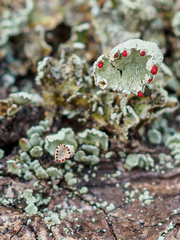 Cladonia polydactyla