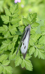 Pieris brassicae