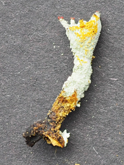 Cladonia polydactyla