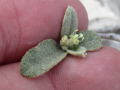 Croton sancti-lazari