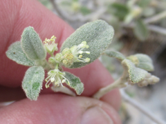 Croton sancti-lazari