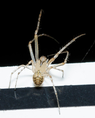 Mimetidae