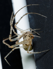 Mimetidae