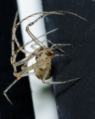 Mimetidae
