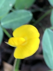 Arachis glabrata
