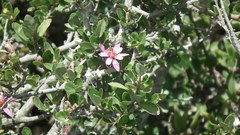 Grewia occidentalis occidentalis