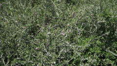 Grewia occidentalis occidentalis