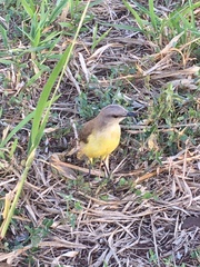 Machetornis rixosa