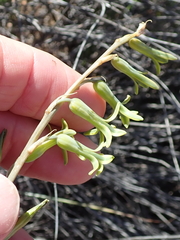 Dipcadi brevifolium
