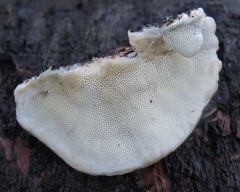 Trametes hirsuta image
