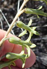 Dipcadi brevifolium
