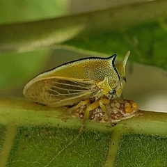 Alchisme tridentata