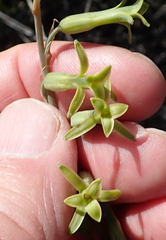 Dipcadi brevifolium