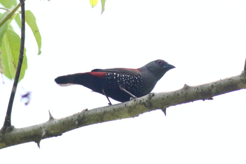 iNaturalist image