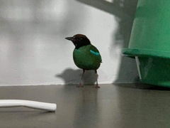 Pitta sordida cucullata