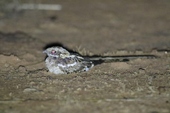 Caprimulgus climacurus