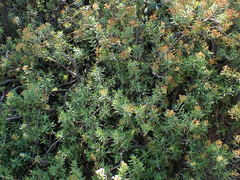 Crassula sarcocaulis