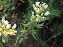 Crassula sarcocaulis