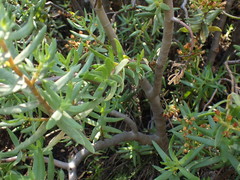 Crassula sarcocaulis