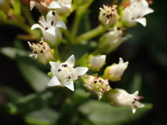 Crassula sarcocaulis