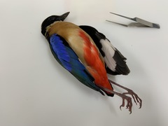 Pitta moluccensis