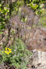 Pulsatilla grandis