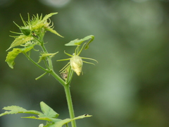 Hibiscus vitifolius