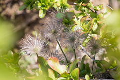 Pulsatilla grandis