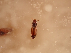 Rhizophagus fenestralis